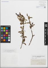 Foto von Salix fragilis L.